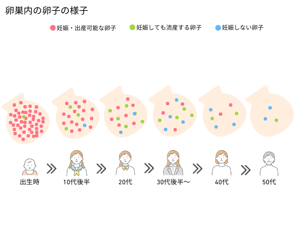 卵巣内の卵子の様子