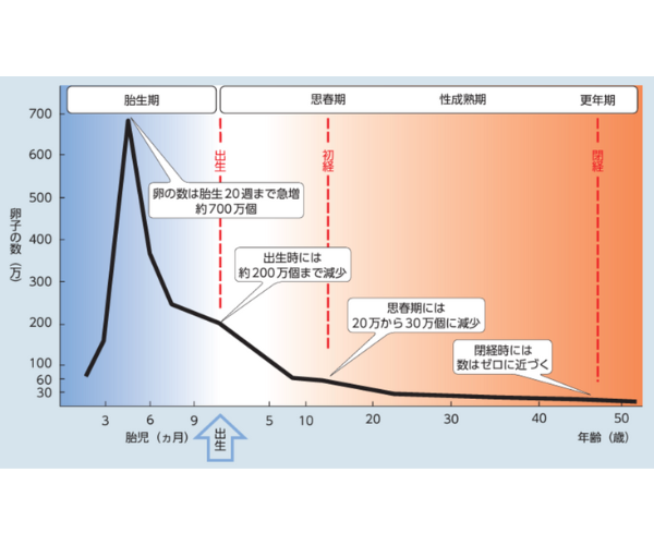 卵子の数の変化