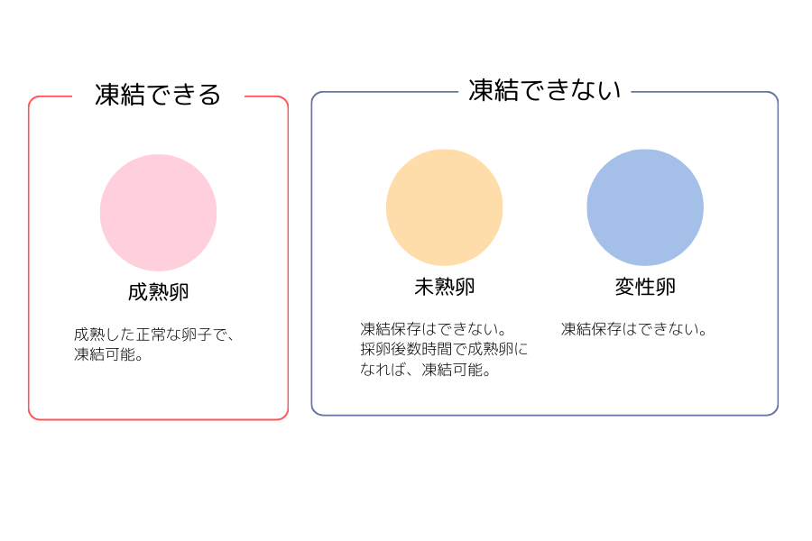 成熟卵、未熟卵、変性卵