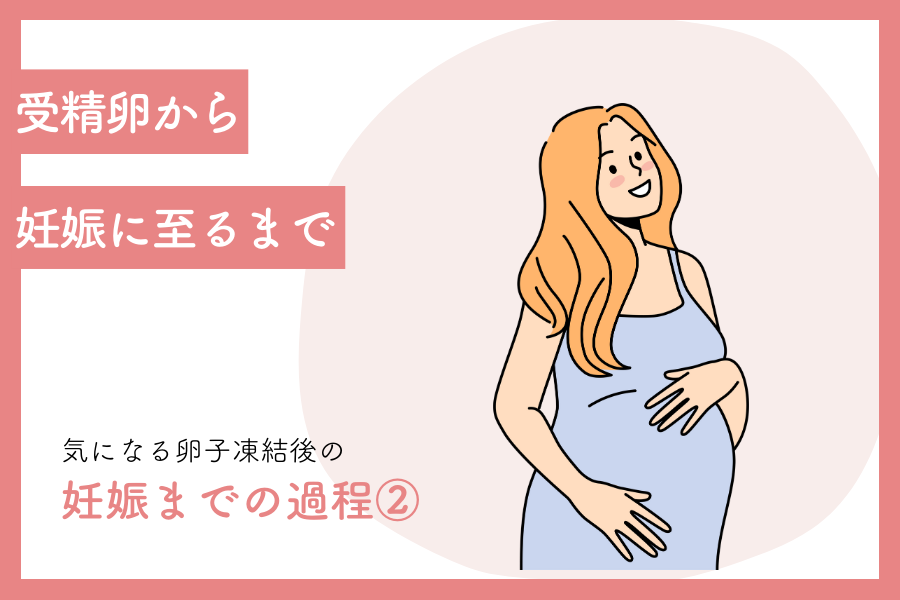 受精卵から妊娠に至るまで